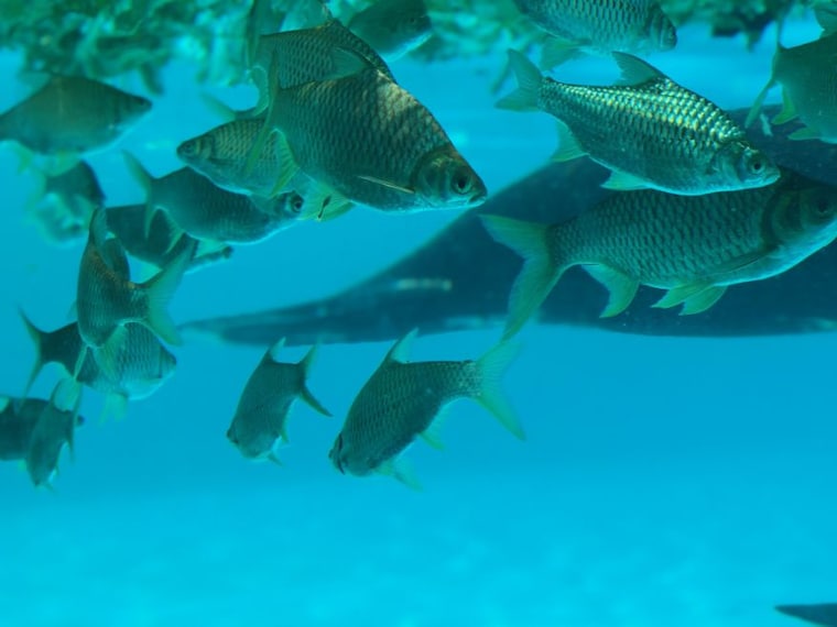 Underwater World Pattaya_5